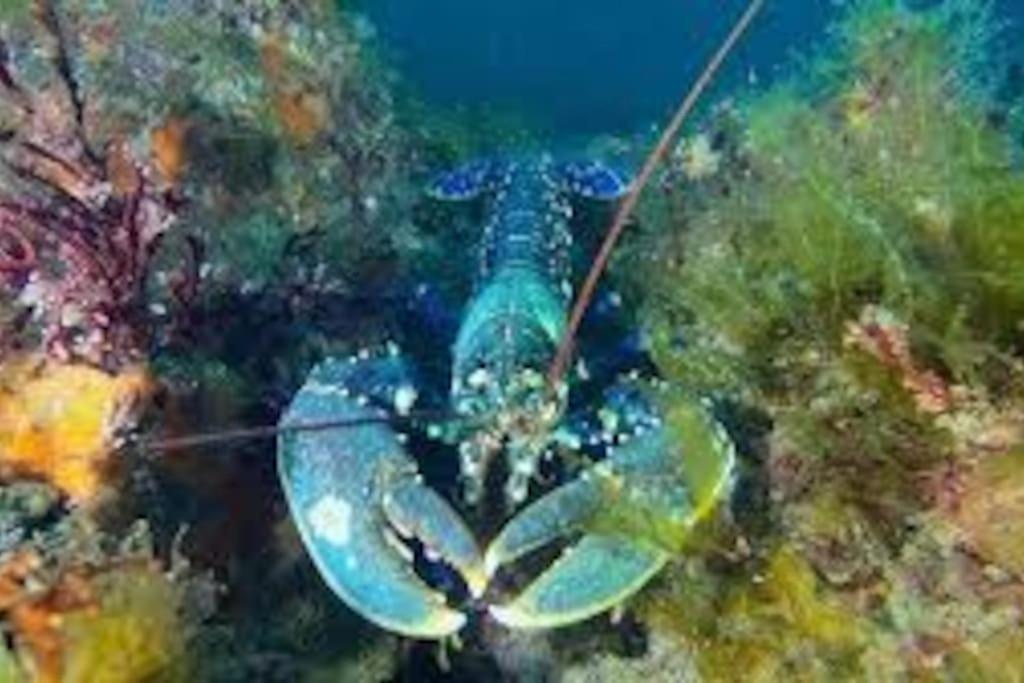 Gite Entre Mer Et Abers Landéda Esterno foto